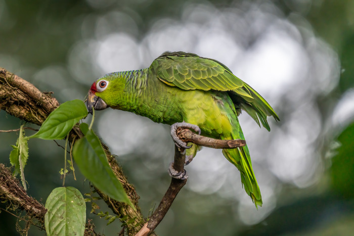 Amazoňan žlutolící, foto: Shutterstock
