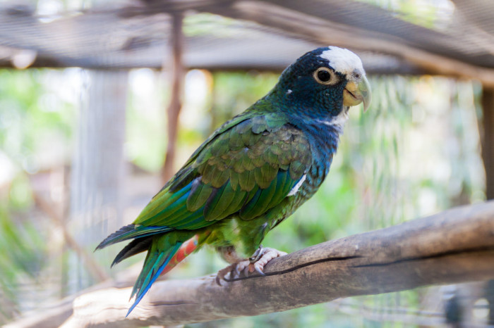 Amazónek běločelý, foto: Shutterstock