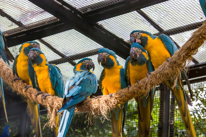 Ara kaninda, foto: Shutterstock