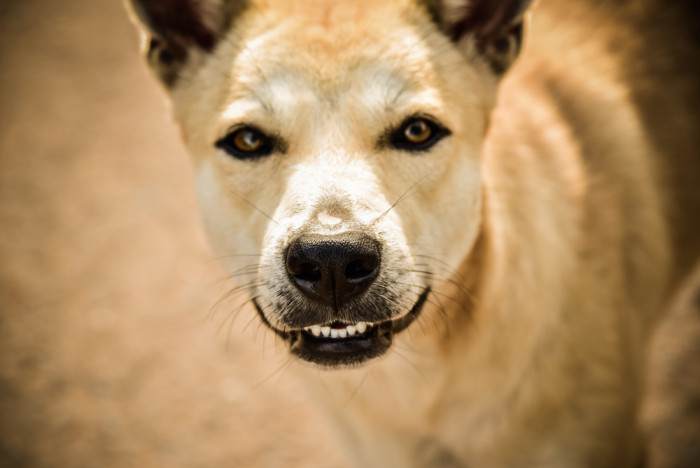 Thajský ridgeback, foto: Shutterstock