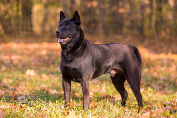 Thajský ridgeback, foto: Shutterstock