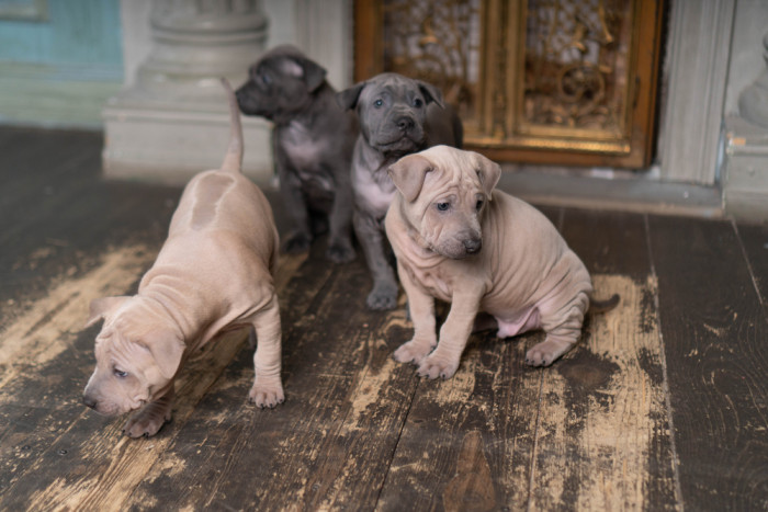 Štěňata thajského ridgebacka, foto: Shutterstock
