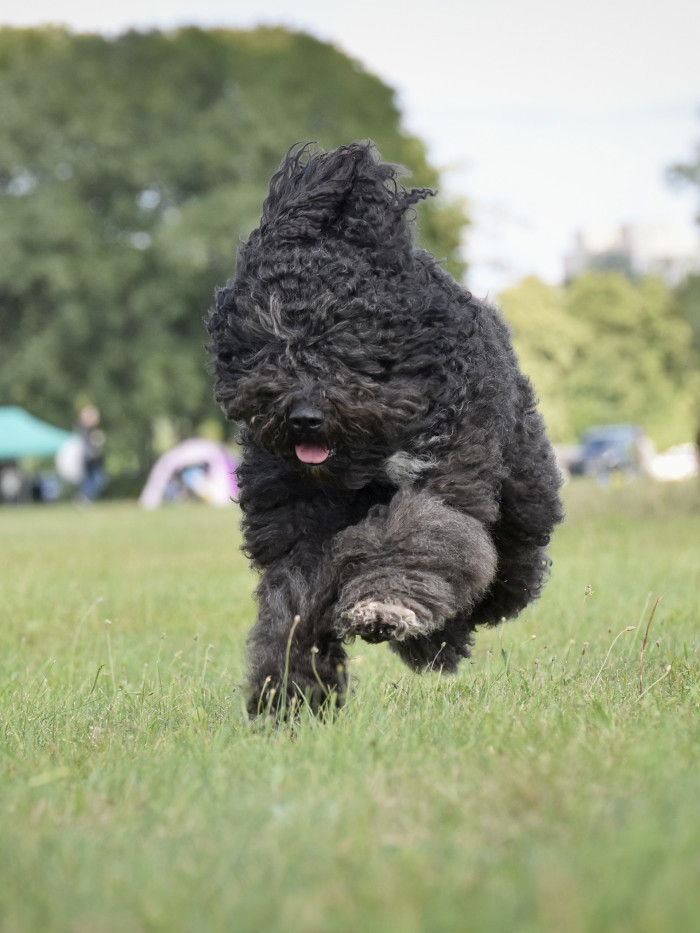 Barbet - Francouzský vodní pes. Foto: Monika Engel