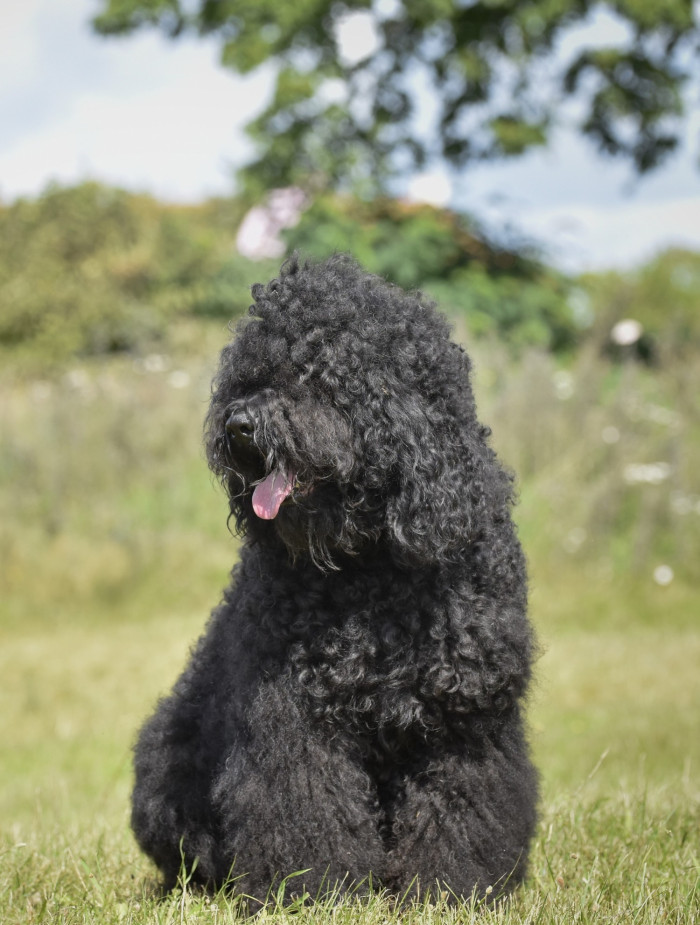 Barbet - Francouzský vodní pes. Foto: Monika Engel