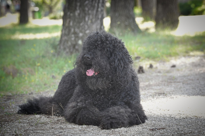 Barbet - Francouzský vodní pes. Foto: Monika Engel