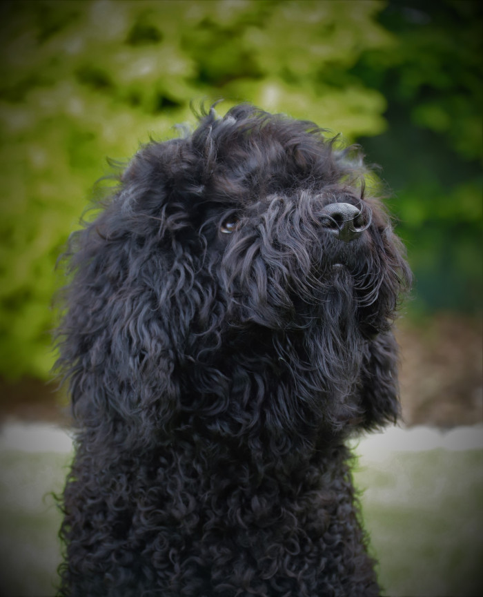 Barbet - Francouzský vodní pes. Foto: Monika Engel
