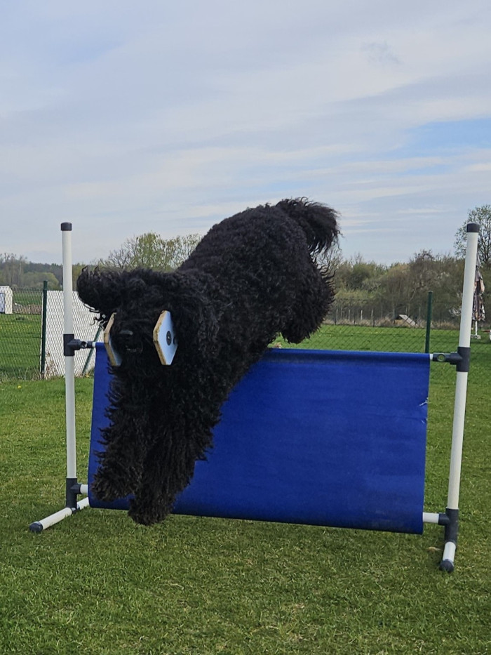 Barbet - Francouzský vodní pes. Foto: Monika Engel