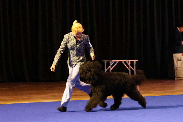 Barbet - Francouzský vodní pes. Foto: Monika Engel