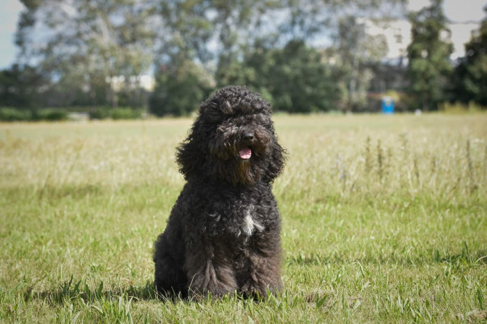 Barbet - Francouzský vodní pes. Foto: Monika Engel