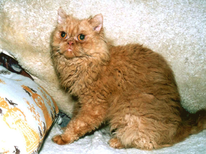 Blesk Od potoků - první náhodně narozený kadeřavý kocourek. Foto: Mirka Knoblochová