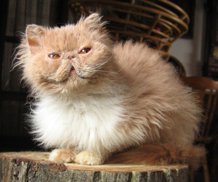Pussy Od potoků, foto: Mirka Knoblochová