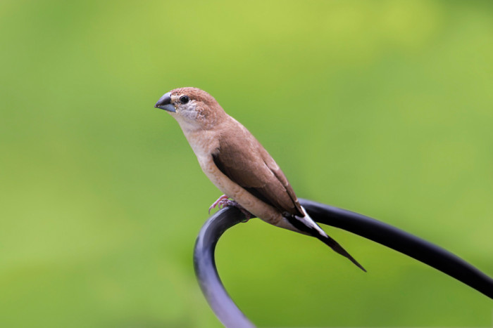 Stříbrozobka malabarská, foto: Shutterstock