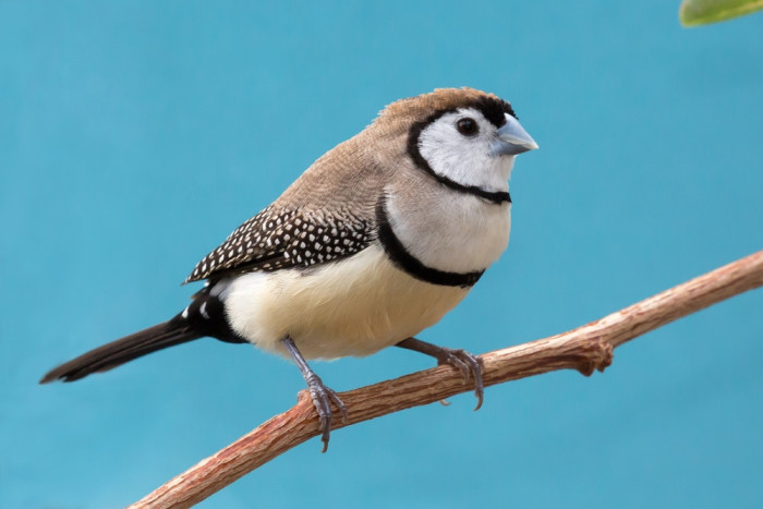Astrild bělolící, foto: Shutterstock