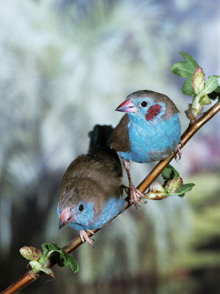 Motýlek rudouchý, foto: Shutterstock