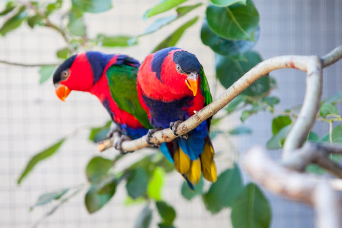 Lori tříbarvý, foto: Shutterstock