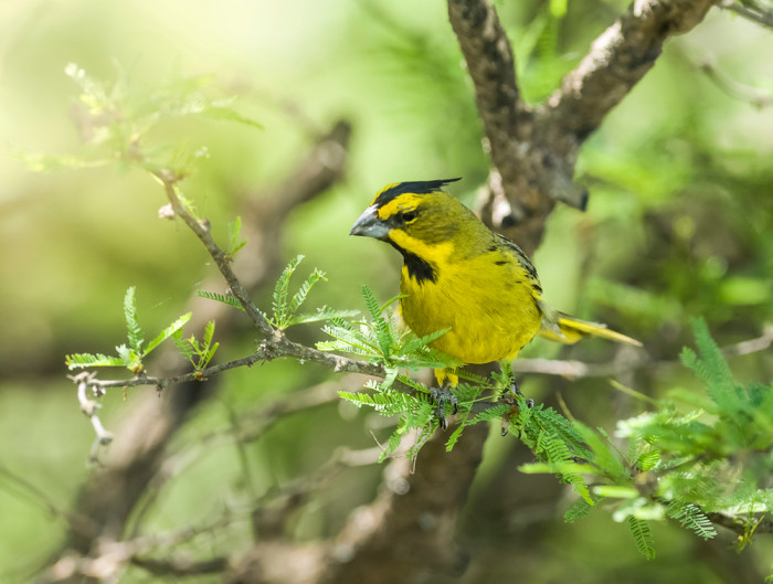Kardinál zelený, foto: Shutterstock