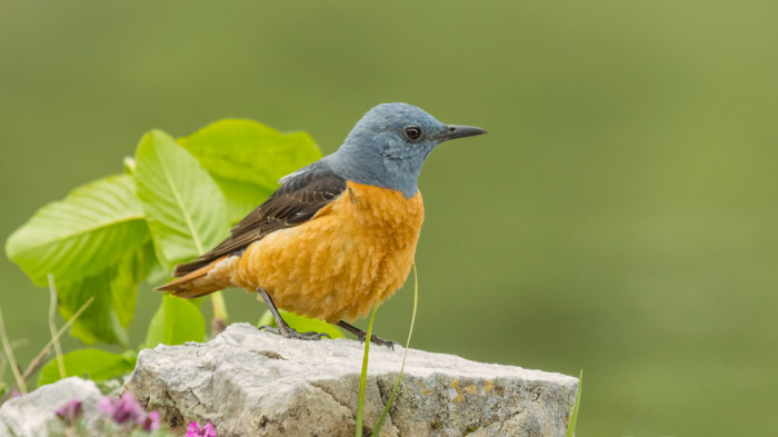 Skalník zpěvný, foto: Shutterstock