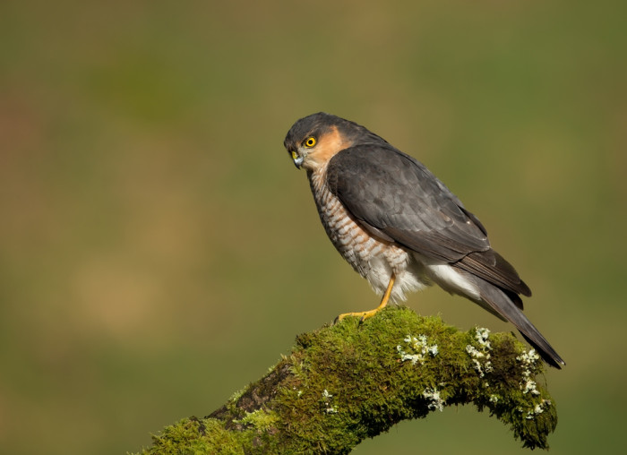Krahujec obecný, foto: Shutterstock