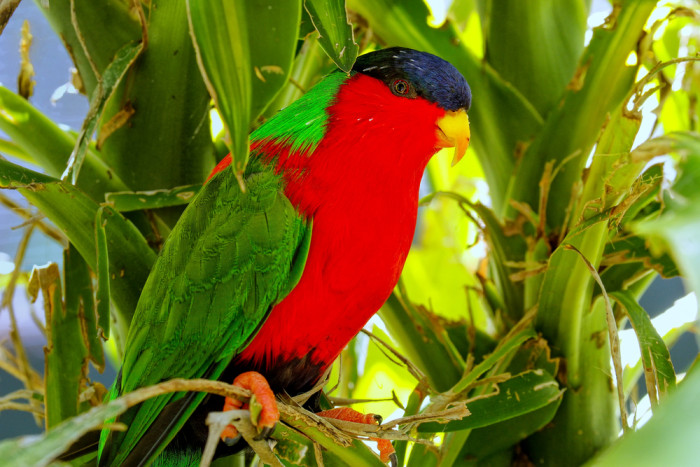 Lori límcový, foto: Shutterstock