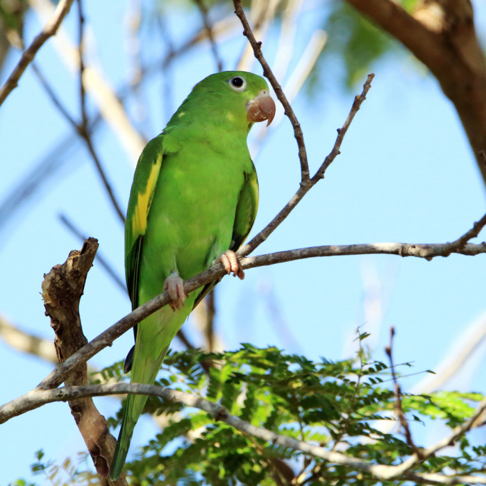 Tirika chiriri, foto: Shutterstock