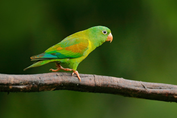 Tirika tovi, foto: Shutterstock