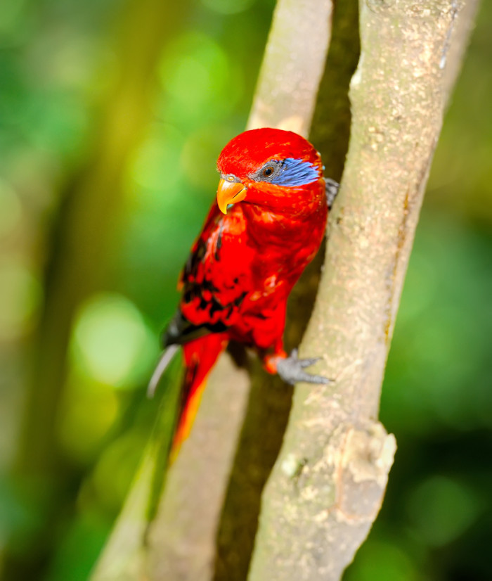 Lori škraboškový, foto: Shutterstock
