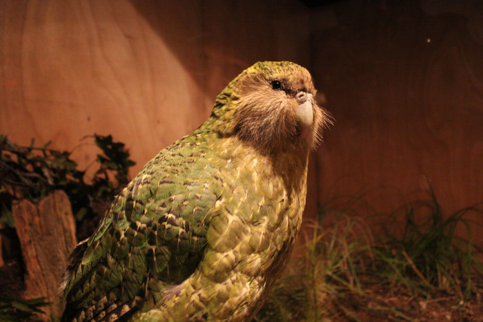 Kakapo soví, foto: Shutterstock