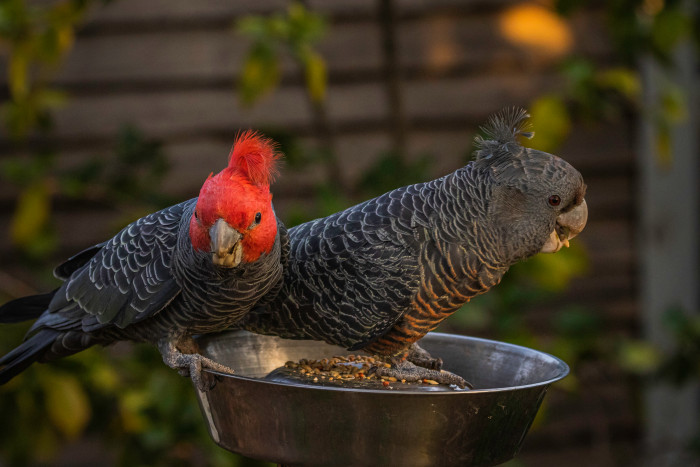 Kakadu přilbový, foto: Shutterstock