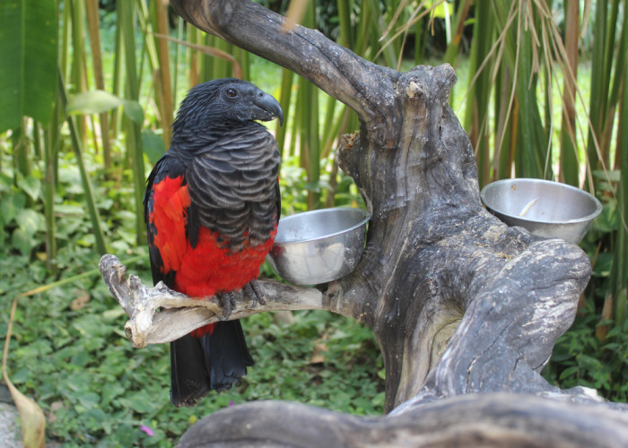 Tricha orlí, foto: Shutterstock