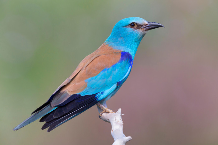 Mandelík hajní, foto: Shutterstock