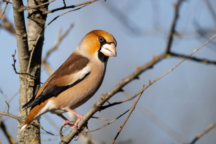 Dlask tlustozobý, foto: Shutterstock