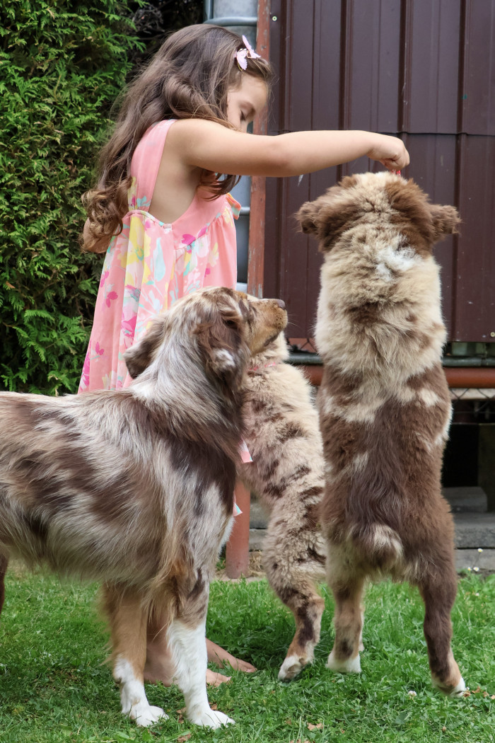 Miniaturní americký ovčák, foto: Veronika Žišková, majitel/chovatel: CHS Baradeon (FCI)