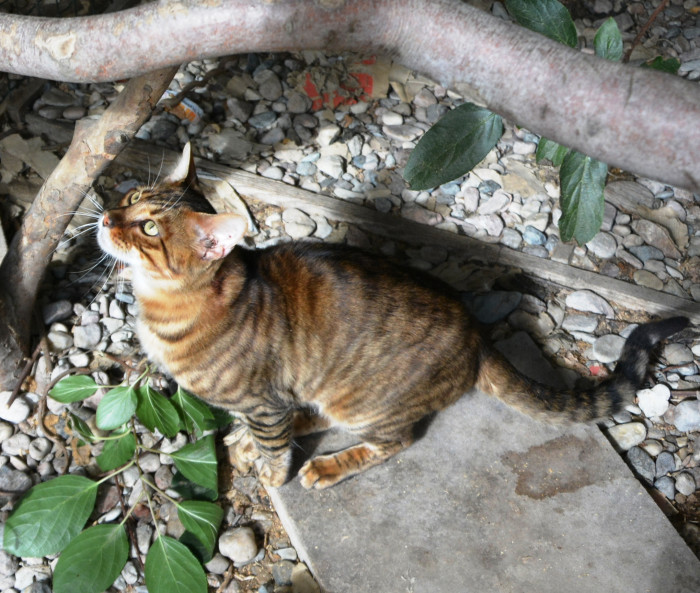 Toyger, foto: Renata Semeráková, CHS Ammy od skal
