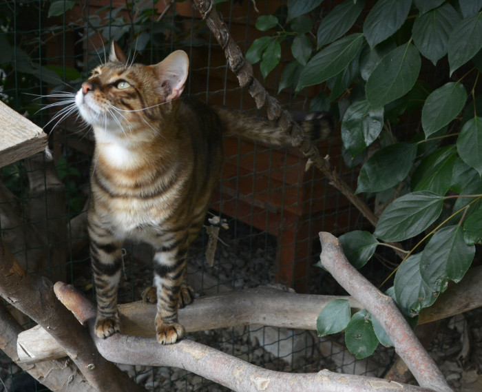 Toyger, foto: Renata Semeráková, CHS Ammy od skal