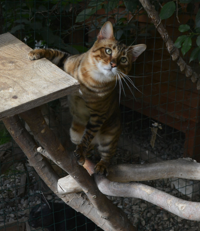 Toyger, foto: Renata Semeráková, CHS Ammy od skal