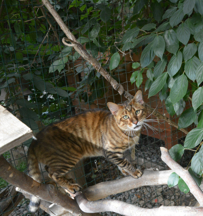 Toyger, foto: Renata Semeráková, CHS Ammy od skal