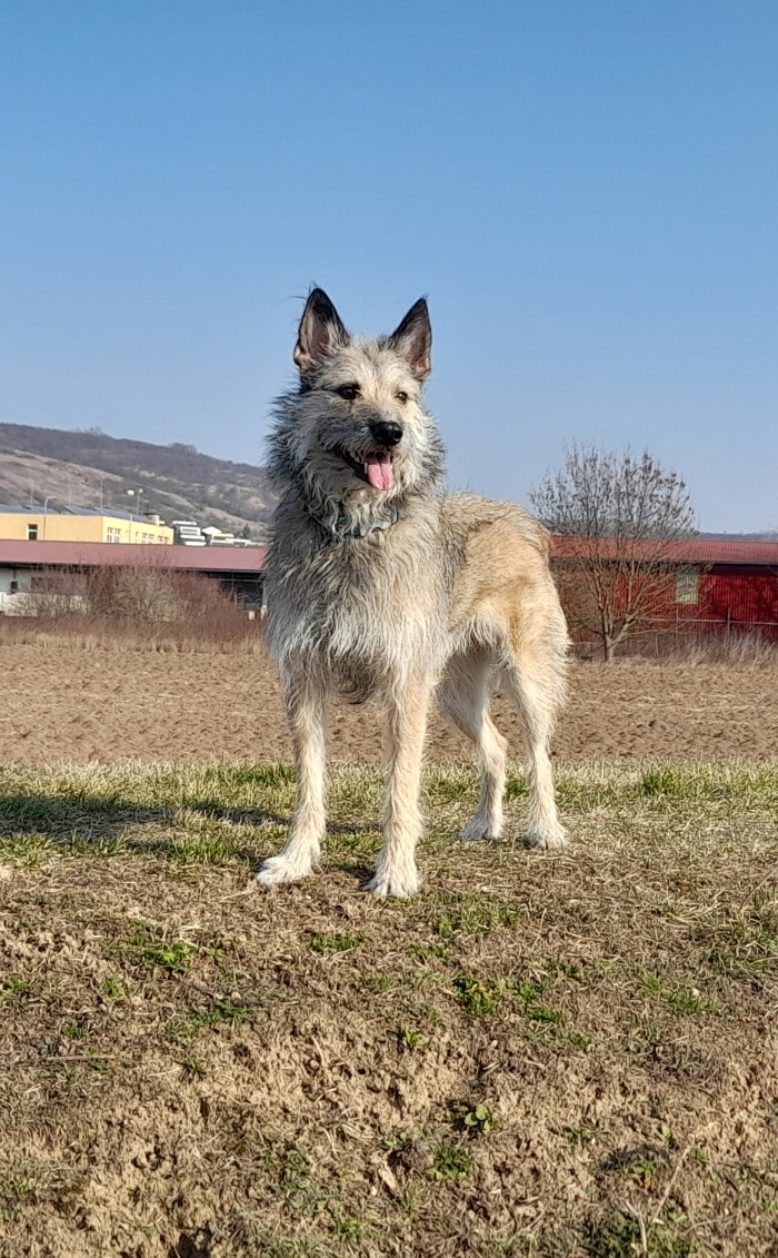 Ardenský bouvier, foto: Romana Polická,  CHS Nortebaz