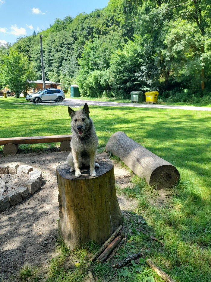 Ardenský bouvier, foto: Romana Polická,  CHS Nortebaz