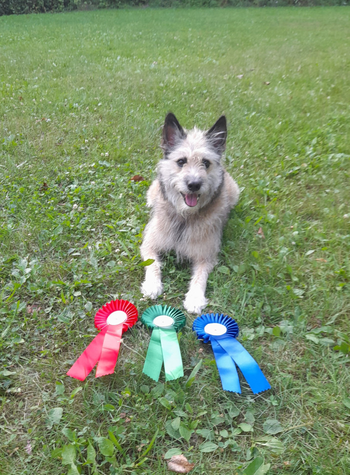 Ardenský bouvier, foto: Romana Polická,  CHS Nortebaz
