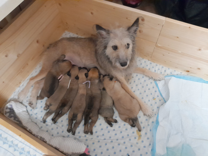 Chovná fena Hasenhirsch Katja a první vrh ardenských bouvierů v ČR, foto: Romana Polická,  CHS Nortebaz