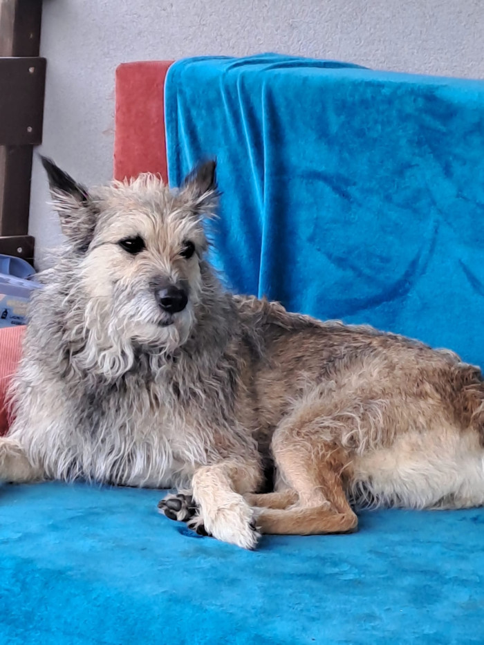 Ardenský bouvier, foto: Romana Polická,  CHS Nortebaz