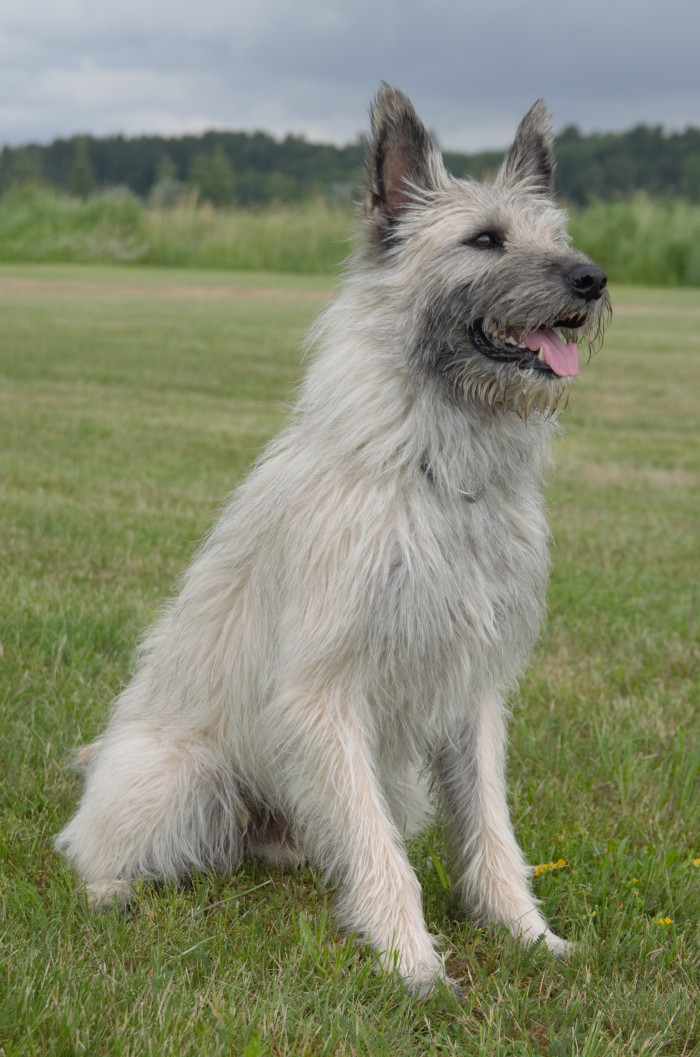 Hasenhirsch Issel, chovný pes, foto: Romana Polická,  CHS Nortebaz