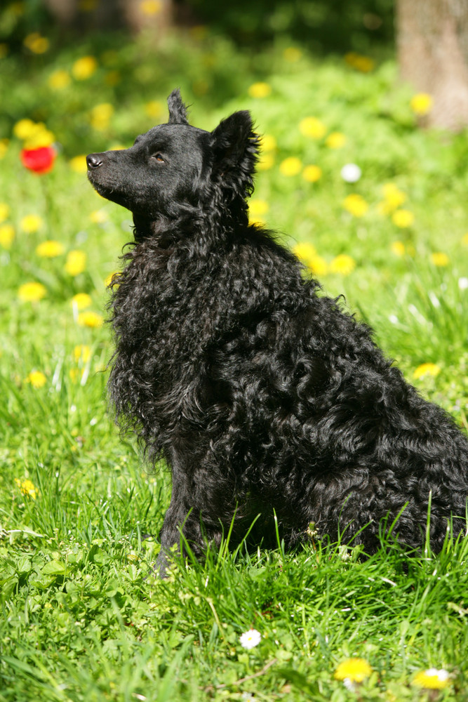 Mudi, foto: Shutterstock