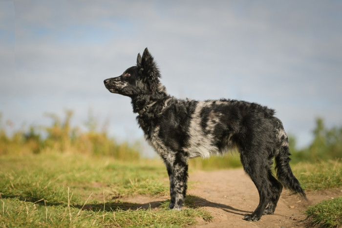 Mudi, foto: Shutterstock