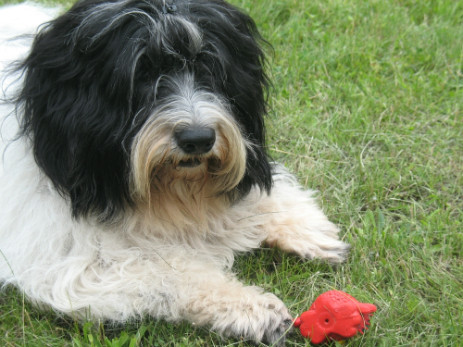 Polský nížinný ovčák, foto: Shutterstock