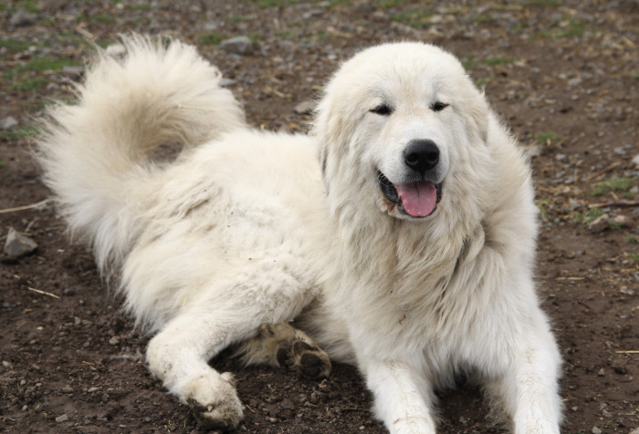 Pyrenejský horský pes