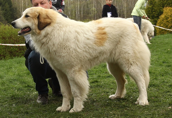 Pyrenejský horský pes, foto z archivu Marie Rundové
