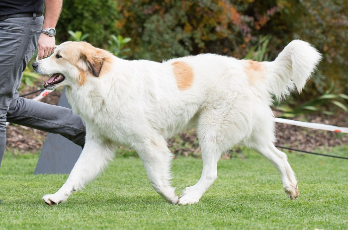 Pyrenejský horský pes, foto z archivu Marie Rundové