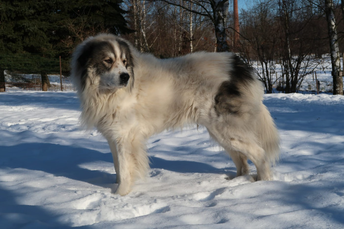 Pyrenejský horský pes, foto z archivu Marie Rundové