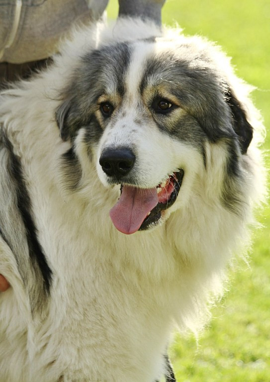 Pyrenejský horský pes, foto z archivu Marie Rundové